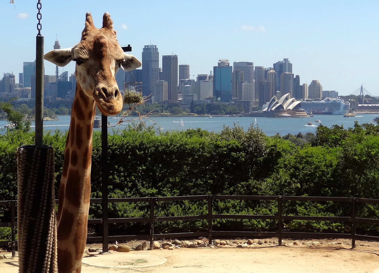 sydney-giraffe.jpg