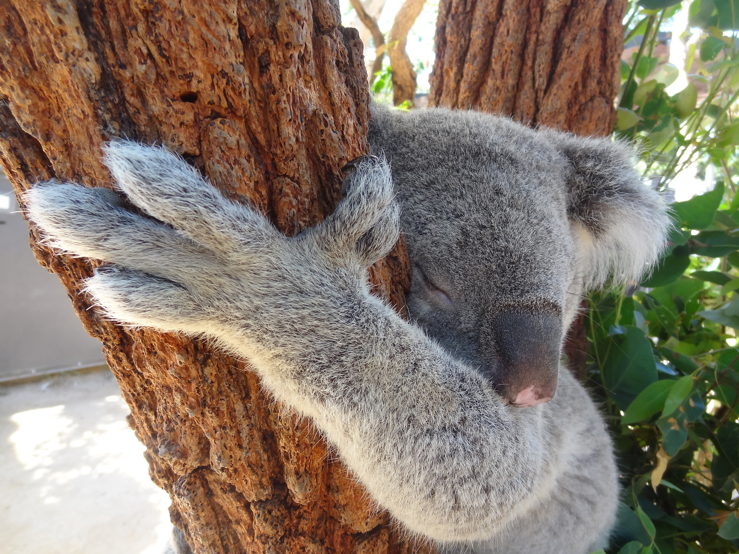 sydney-koala2.jpg