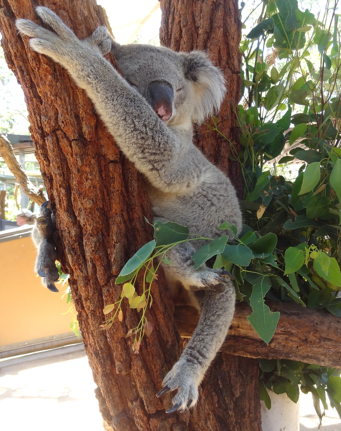 sydney-koala3.jpg