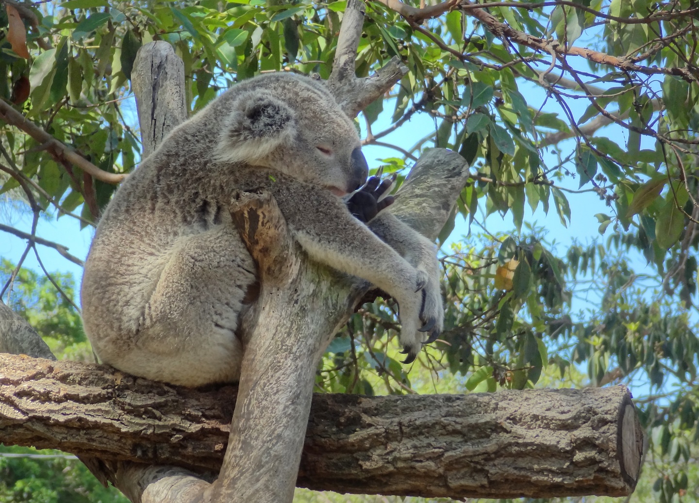 sydney-koala4.jpg