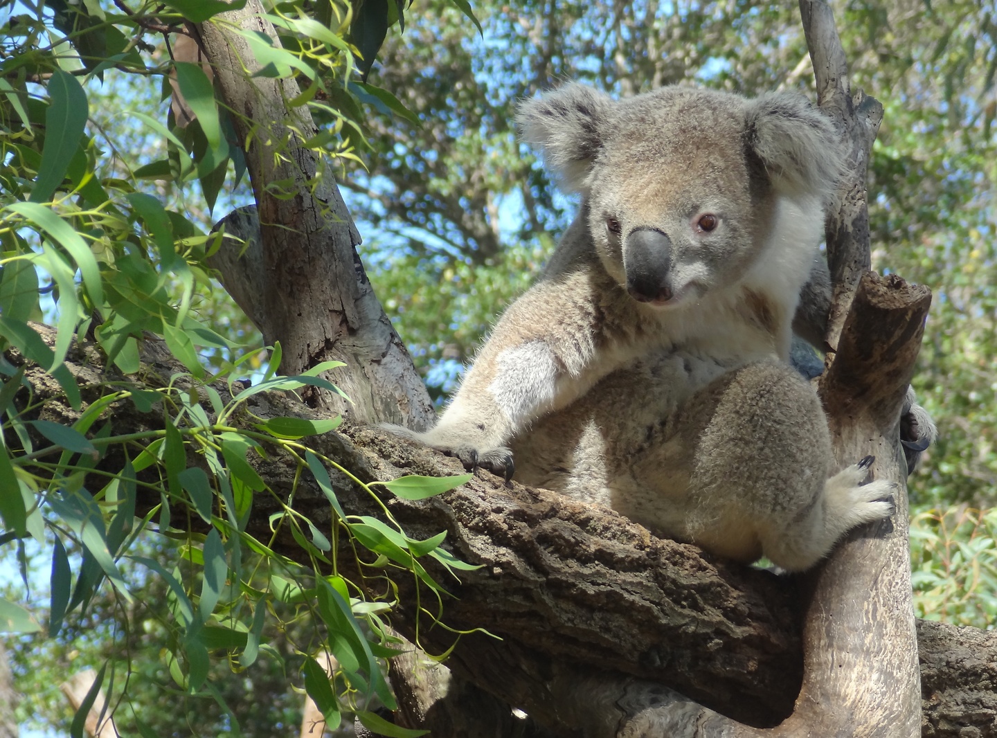 sydney-koala5.jpg