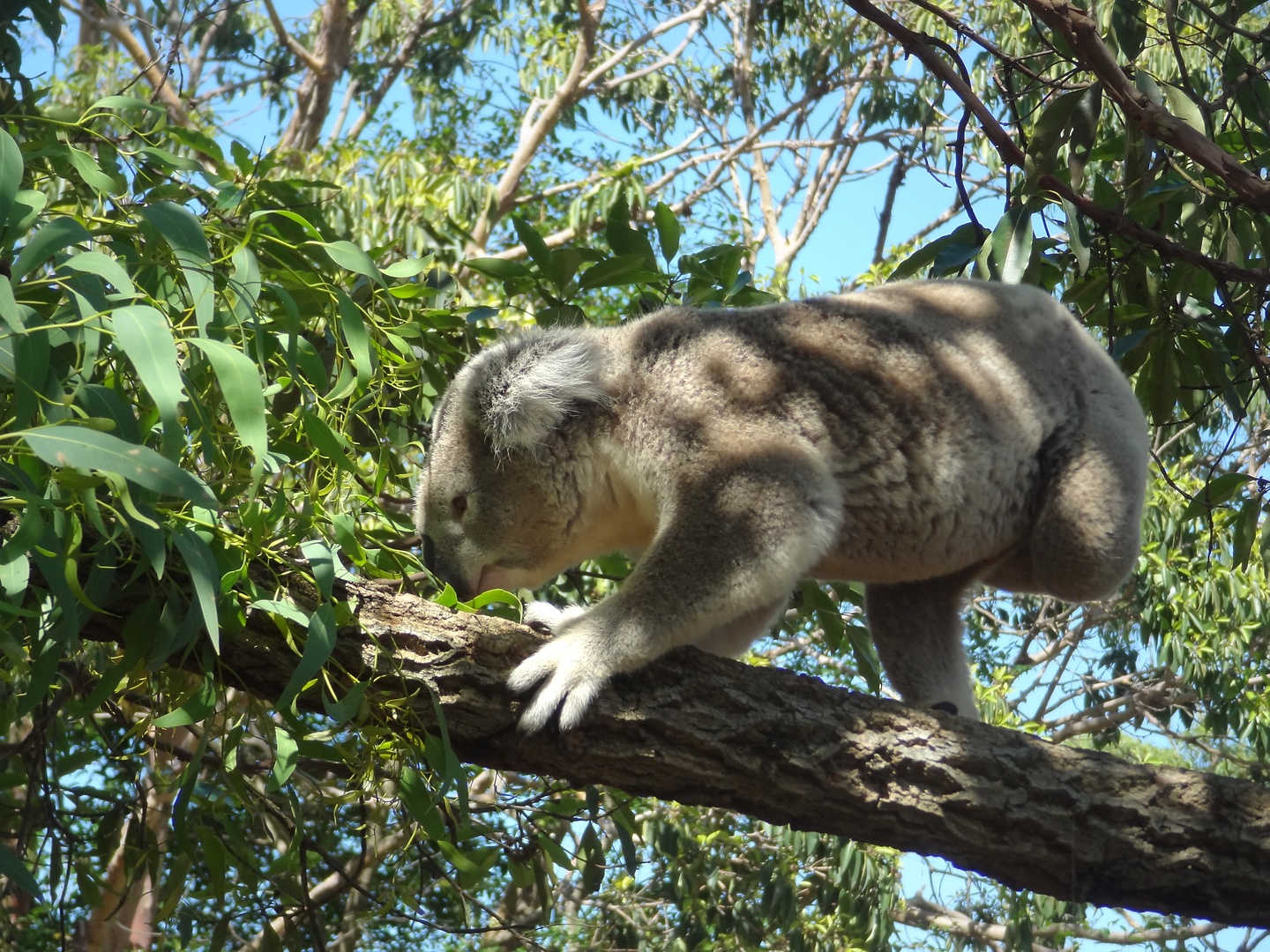 sydney-koala6.jpg