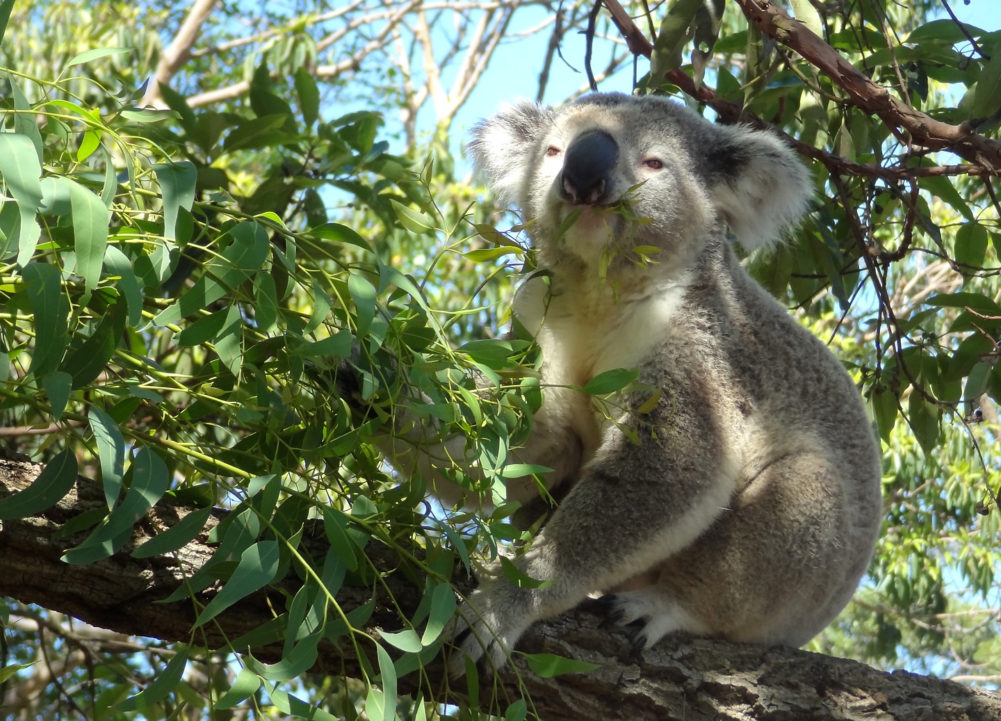 sydney-koala7.jpg